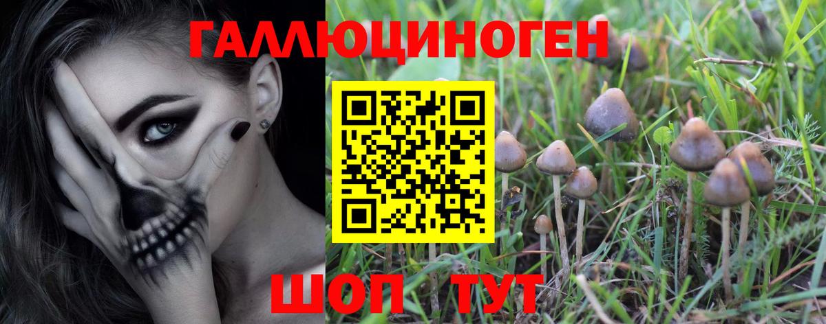 Галлюциногенные грибы GOLDEN TEACHER  где найти   Кизляр  Вход с VPN  Псилоцибиновые грибы мицелий 